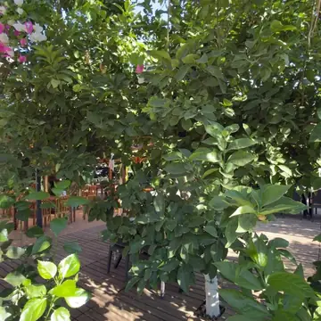 Restoran · 4 · Restoran · Margarita Otel Adrasan